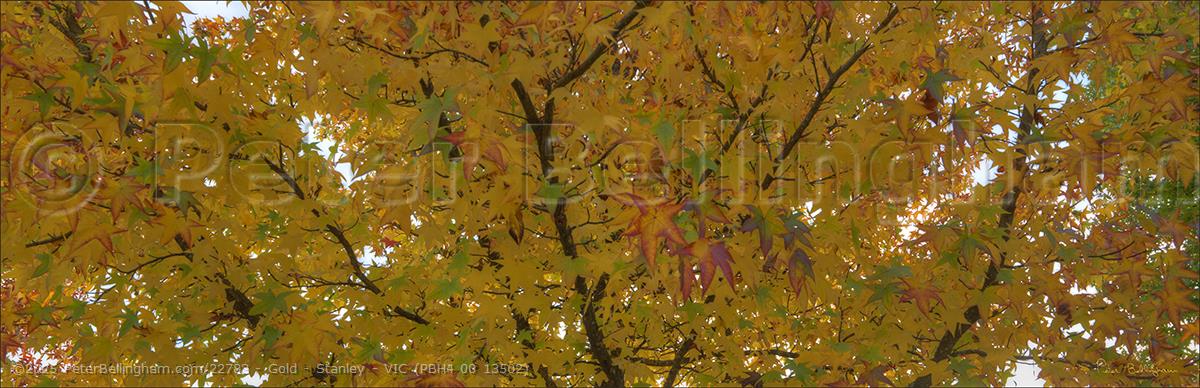 Peter Bellingham Photography Gold - Stanley - VIC (PBH4 00 13502)